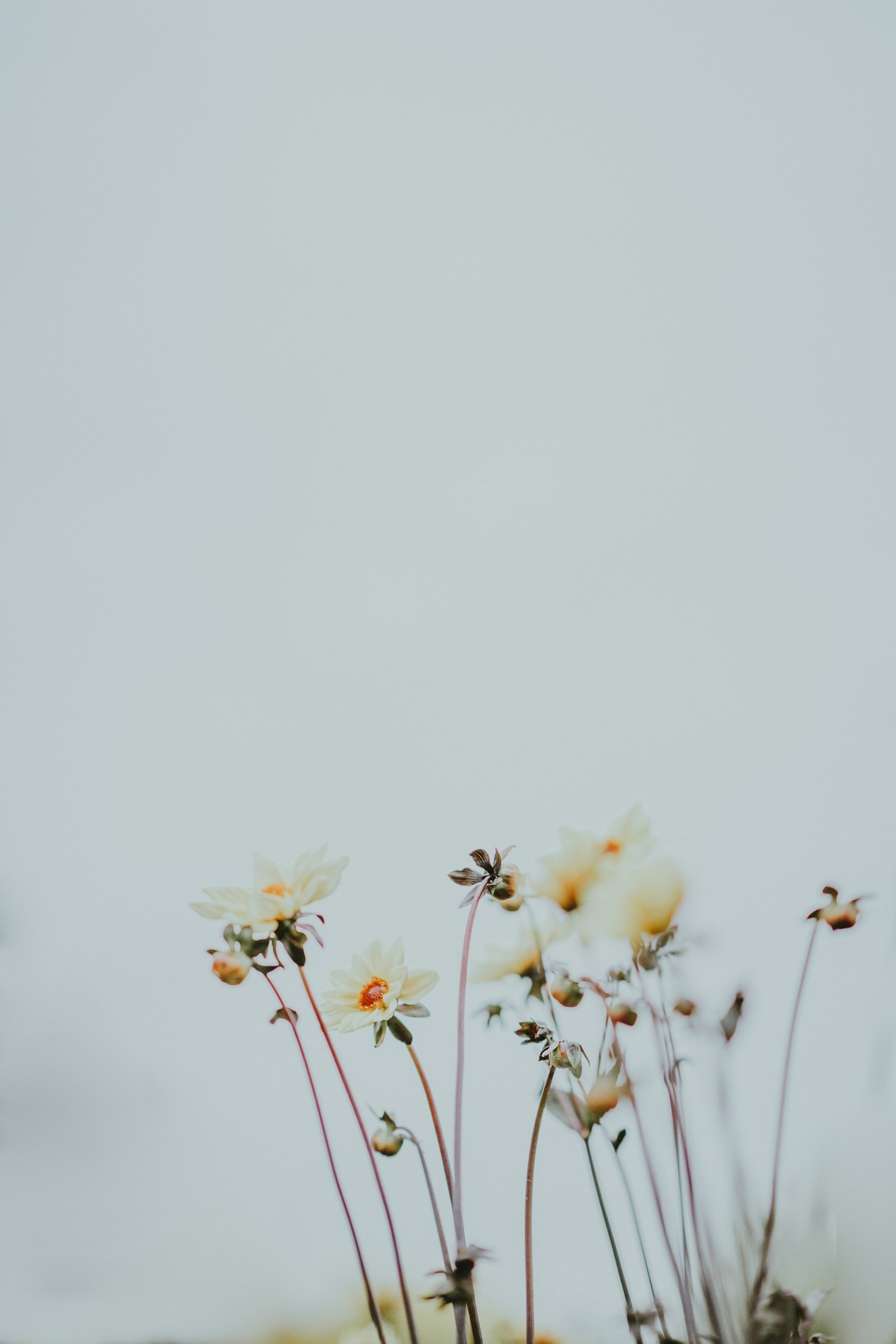 Blommornas värld: Fotograferingstips för amatörer
