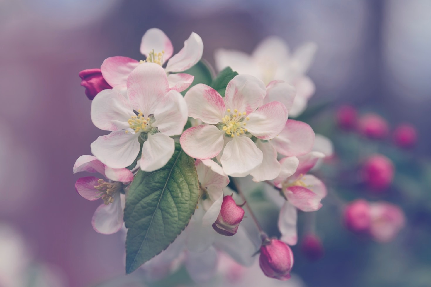 Inspireras av naturen – våra favoritblomfoton